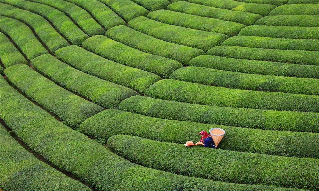 Tea garden, Rize/ N.E Turkey