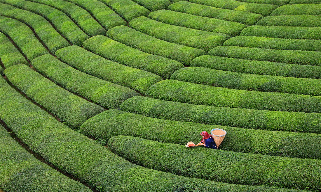 Tea garden, Rize/ N.E Turkey