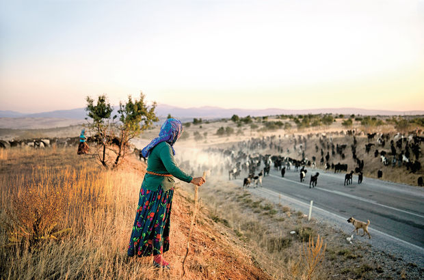 Yörük woman watching after the family's flock advancing towards the south during autumn migration.