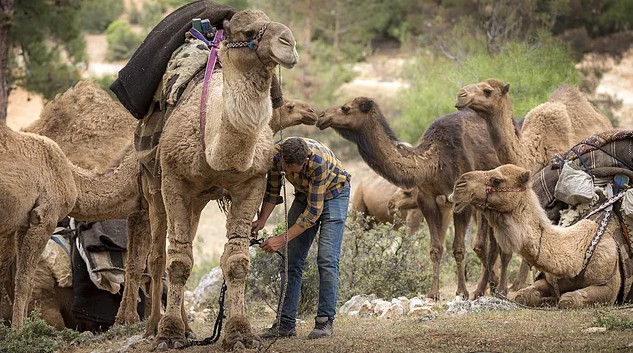Sarıkeçili yörük tribesman detaches the loads of camels during the mid-day break of the daily migration