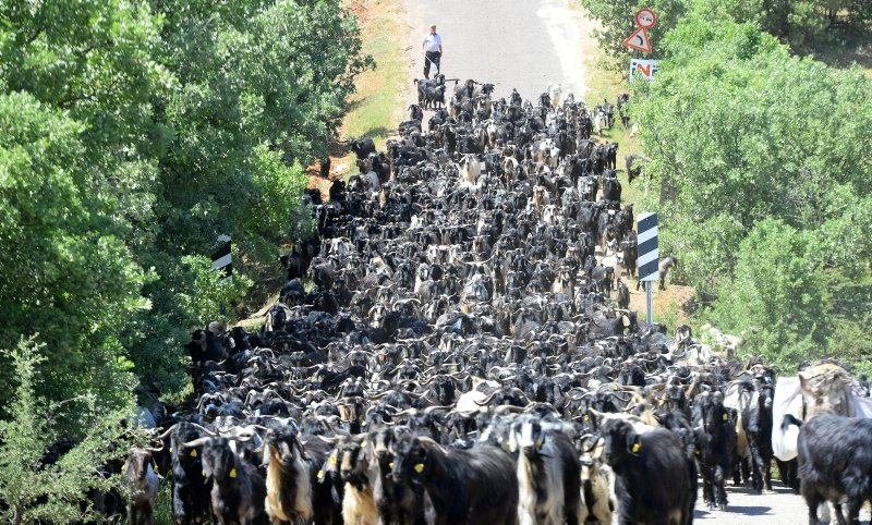 Karakeçili Turkmens migrate to the winter quarters, Ushak, Western Turkey, 2019