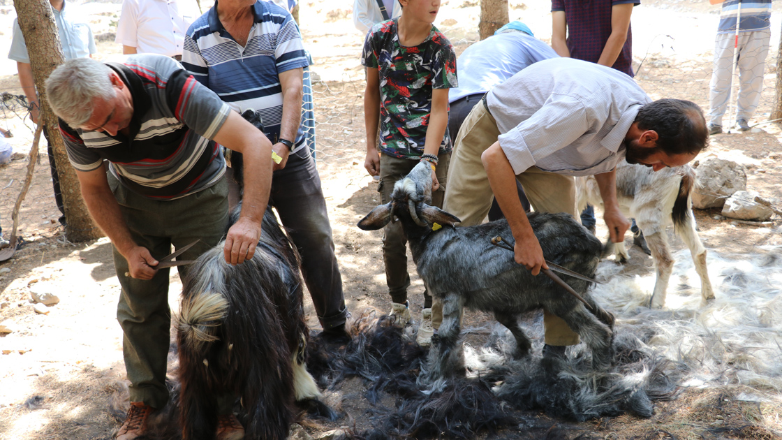 A local festival of Turkmens who Shear hair from the goats, Seferihisar İzmir, Western Turkey