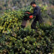 A villager collecting laurel , Southern Turkey