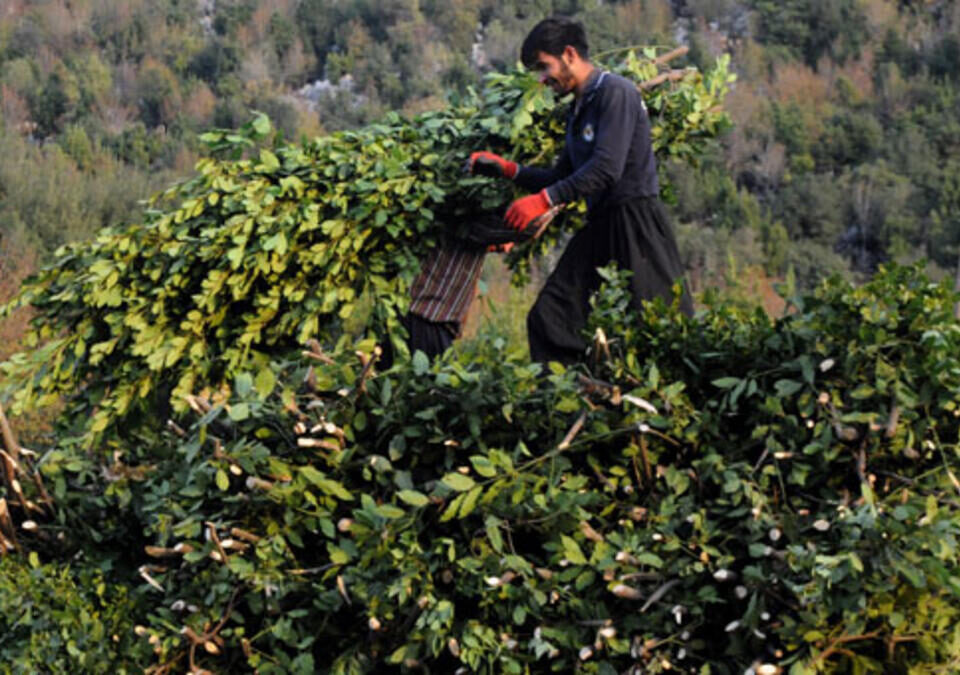 A villager collecting laurel , Southern Turkey