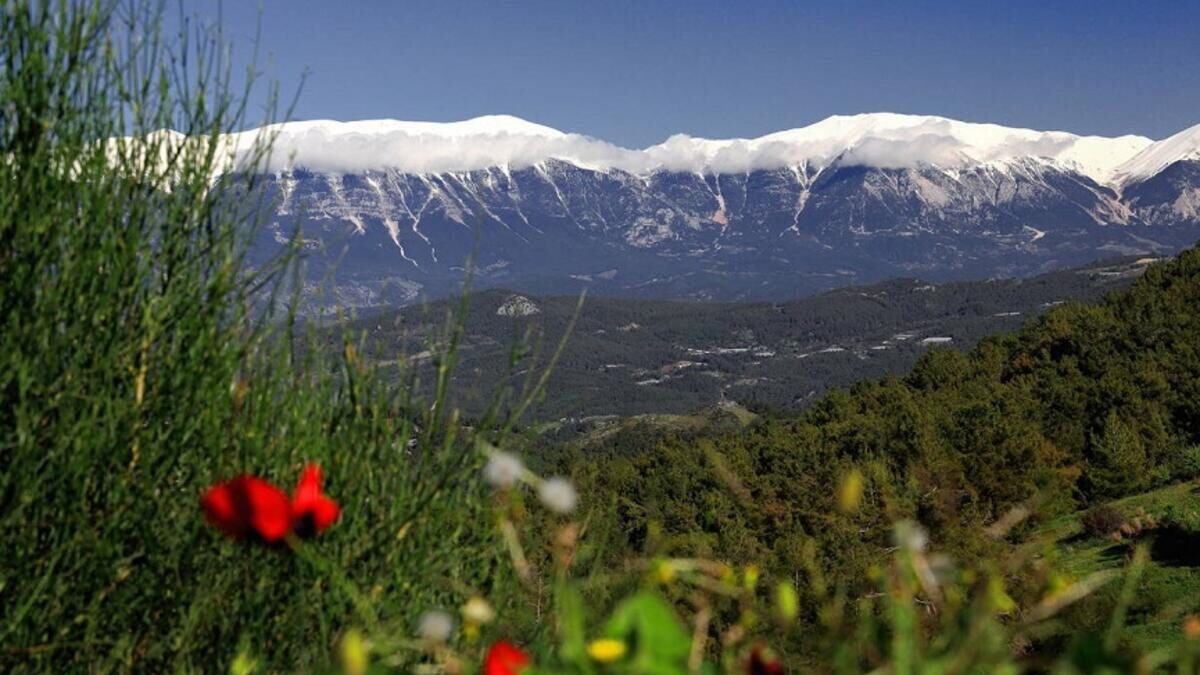 Pine forests surrounding the Mediterranean plains