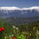 Pine forests surrounding the Mediterranean plains