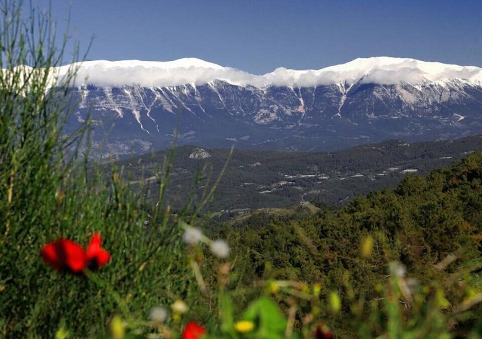 Pine forests surrounding the Mediterranean plains