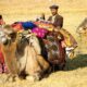 A father-daughter couple fixing the nomad bags onto a camel before migration, Kahramanmaraş, South-Eastern Turkey, 1980s, Photo courtesy Josephine Powell